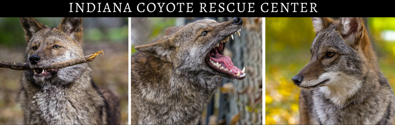 Indiana Coyote Rescue Center